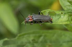 Attēlu rezultāti vaicājumam “Cantharis fusca”