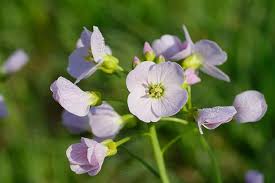 Attēlu rezultāti vaicājumam “Cardamine pratensis”