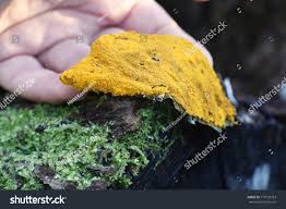 Attēlu rezultāti vaicājumam “Trichia scabra spores”