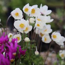 Attēlu rezultāti vaicājumam “Anemone sylvestris”