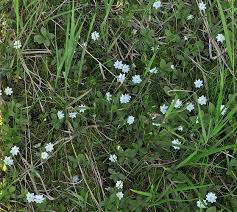 Attēlu rezultāti vaicājumam “Trientalis europaea leaf”