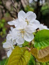 Attēlu rezultāti vaicājumam “Cerasus”