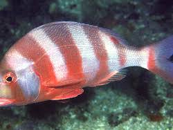 Image result for Chrysoblephus cristiceps