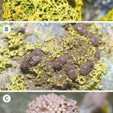 Attēlu rezultāti vaicājumam “Tubifera applanata spores”