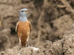 Image result for Irania gutturalis