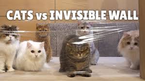 Image result for invisible cat