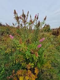 Attēlu rezultāti vaicājumam “Spiraea salicifolia”