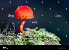 Attēlu rezultāti vaicājumam “Hygrocybe sp.”