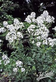 Image result for Hesperis matronalis