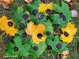 Attēlu rezultāti vaicājumam “Rhytisma acerinum”