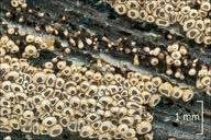 Attēlu rezultāti vaicājumam “Merismodes anomala”