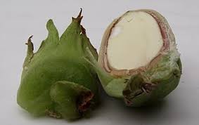 Attēlu rezultāti vaicājumam “Corylus avellana fruit”