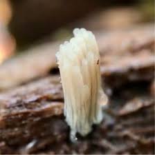 Attēlu rezultāti vaicājumam “Stemonitopsis hyperopta macro”