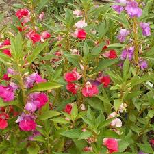 Image result for Impatiens balsamina