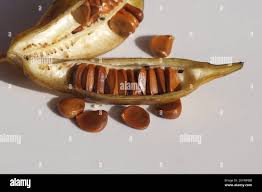 Attēlu rezultāti vaicājumam “Iris pseudacorus fruit”