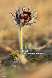 Attēlu rezultāti vaicājumam “Pulsatilla pratensis”
