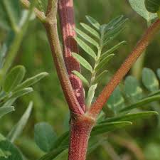 Attēlu rezultāti vaicājumam “Comatricha laxa stalked”