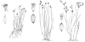 Attēlu rezultāti vaicājumam “Juncus articulatus”