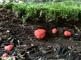 Attēlu rezultāti vaicājumam “Tubifera ferruginosa (subsp. ferruginosa) macro”