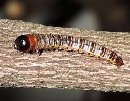 Attēlu rezultāti vaicājumam “Hepialidae”