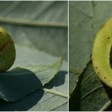 Attēlu rezultāti vaicājumam “Euura brevicornis larva”