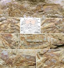 Attēlu rezultāti vaicājumam “Clossiana euphrosyne underside”