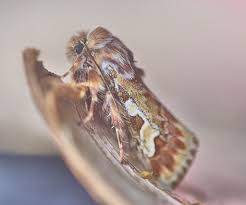 Attēlu rezultāti vaicājumam “Panolis flammea”