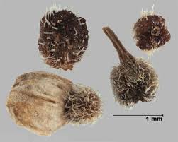 Attēlu rezultāti vaicājumam “Galium boreale fruit”