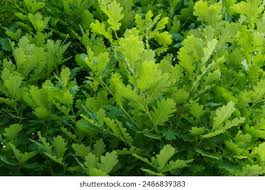 Attēlu rezultāti vaicājumam “Quercus robur Fastigiata leaf”