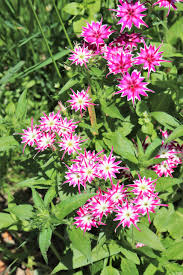 Image result for Phlox drummondii