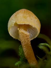 Attēlu rezultāti vaicājumam “Cystoderma amianthinum”