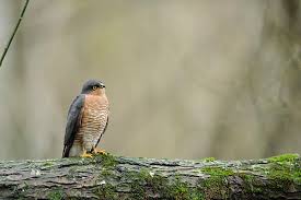 Attēlu rezultāti vaicājumam “Accipiter nisus male”