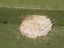 Attēlu rezultāti vaicājumam “cocoon”