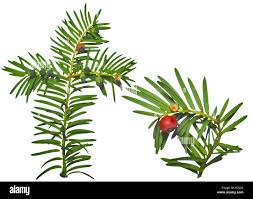 Attēlu rezultāti vaicājumam “Taxus baccata leaf”