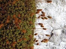 Attēlu rezultāti vaicājumam “Weissia brachycarpa”