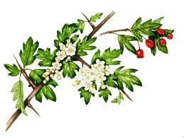 Attēlu rezultāti vaicājumam “Crataegus monogyna”