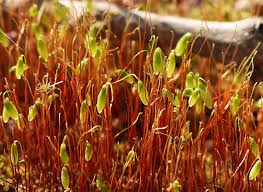 Attēlu rezultāti vaicājumam “Bryum funkii macro”