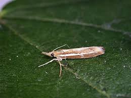 Attēlu rezultāti vaicājumam “Agriphila selasella”