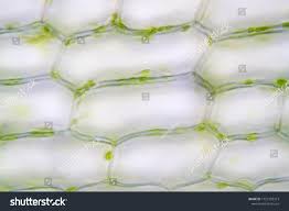 Attēlu rezultāti vaicājumam “Hydrilla verticillata leaf”