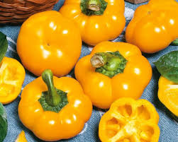 Afbeeldingsresultaat voor topepo giallo sweet pepper