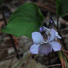 Attēlu rezultāti vaicājumam “Viola epipsila leaf”
