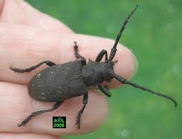 Attēlu rezultāti vaicājumam “Lamia textor”