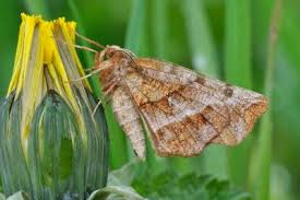 Attēlu rezultāti vaicājumam “Selenia dentaria”