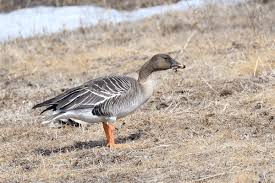 Attēlu rezultāti vaicājumam “Anser serrirostris”