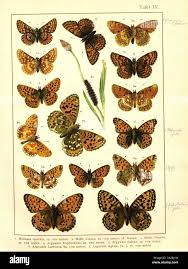 Attēlu rezultāti vaicājumam “Euphydrias aurinia upperside”