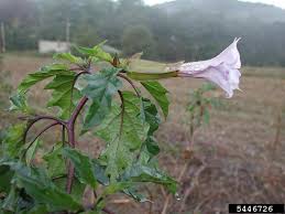 Image result for Datura stramonium