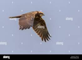 Attēlu rezultāti vaicājumam “Circus aeruginosus adult”