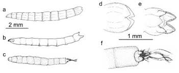 Attēlu rezultāti vaicājumam “Rhagionidae”