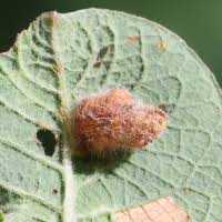 Attēlu rezultāti vaicājumam “Euura pedunculi”