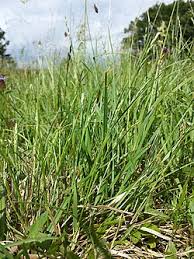 Attēlu rezultāti vaicājumam “Danthonia decumbens bud”
